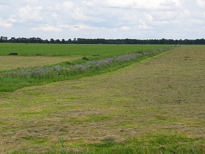 Bloeiende Weilandrand aan het Vorrelveen in Beilen. (Foto Tijmen en Ingrid Nagel)