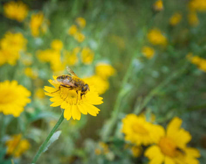 Bijen en bloemen volop in bloeiend boerenland.
