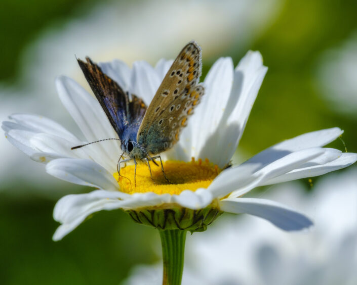 Icarus blauwtje – vlinders komen af op de bloemenstroken op het boerenland